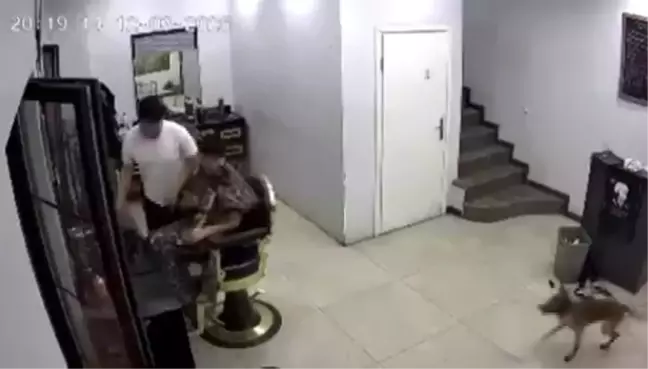 Kocaeli'de Kuaförde Eğlenceli Anlar: Köpek Panik Yaratıyor