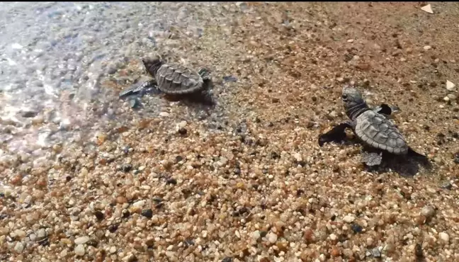 Aydın'da Caretta carettaların yumurtaları denizle buluşuyor