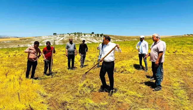 Besni Kaymakamı Çağlar Partal Mercimek Hasadına Katıldı