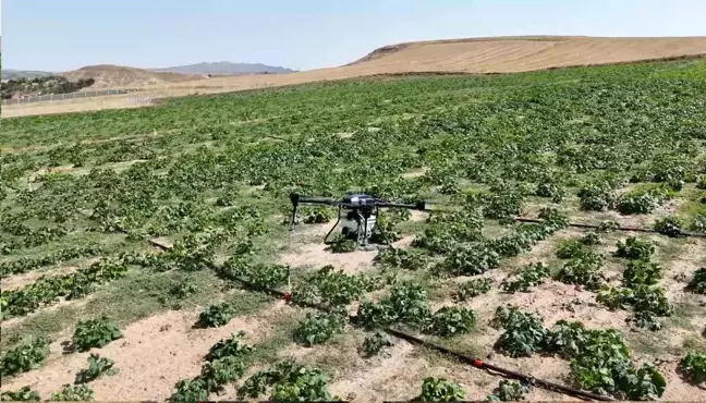 Kırıkkale'de Dronlarla İlaçlama Yapan Çiftçi 150 Bin Liralık Kaybı Önledi