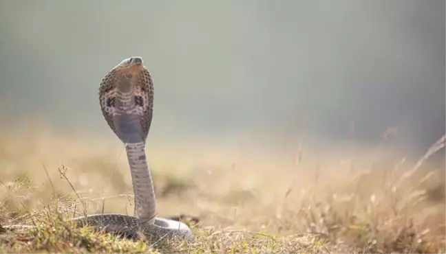 Rüyada sarı yılan görmek ne anlama gelir?