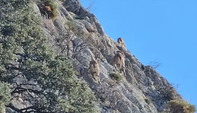 Antalya'da Dağ Keçileri Kameraya Yakalandı