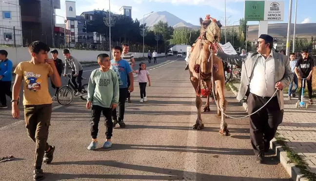 Mevlit Kandili'nde Eleşkirt'e Gönderilen Kurbanlık Deve İlgi Odağı Oldu