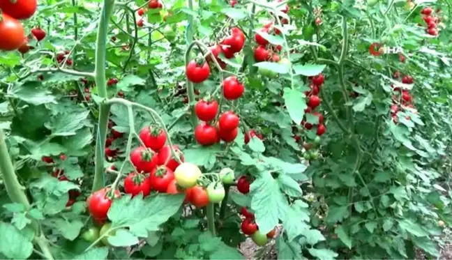 Komşu illerinin domates ihtiyacı Kahramanmaraş'tan