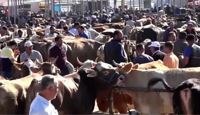 Şarkışla hayvan pazarında hareketlilik başladı