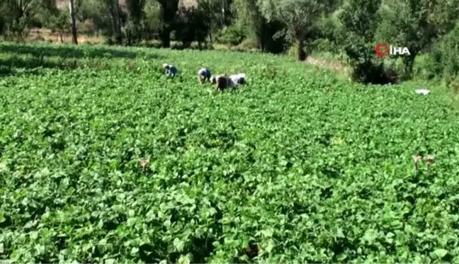 Afyonkarahisar'da fasulye hasadı başladı