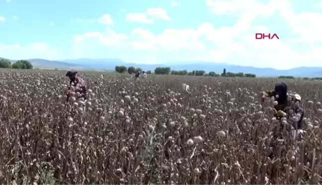 AFYONKARAHİSAR Haşhaş üreticisinin yüzü güldü