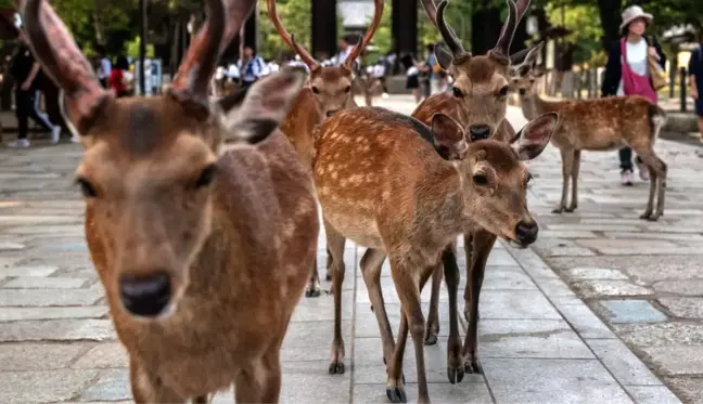 Japonya'da kutsal sayılan geyikler, poşet yedikleri için öldü