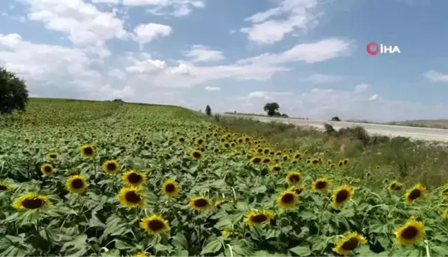 Ayçiçeği tarlaları hem göze hem de cebe iyi geldi