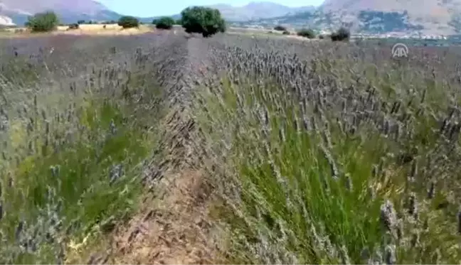 Türkiye'nin en büyük adası 