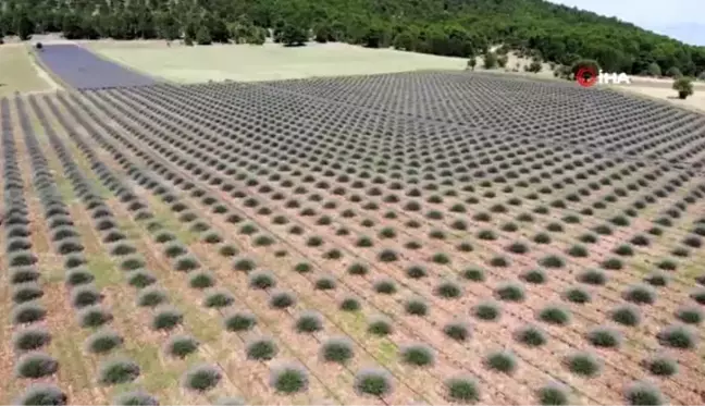 Denizli'nin lavantadaki hedefi 50 bin dekar...Lavanta tarlaları havadan görüntülendi