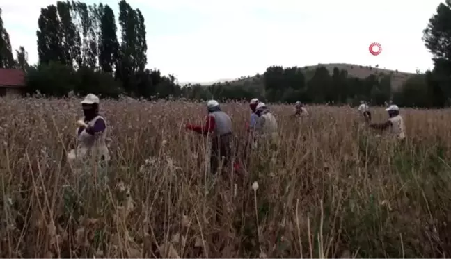 Şuhut'ta haşhaş hasadı başladı... Haşhaş üreticisinin başı böceklerle dertte