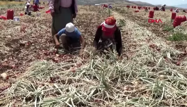 GAZİANTEP'TE SOĞAN HASADI BAŞLADI