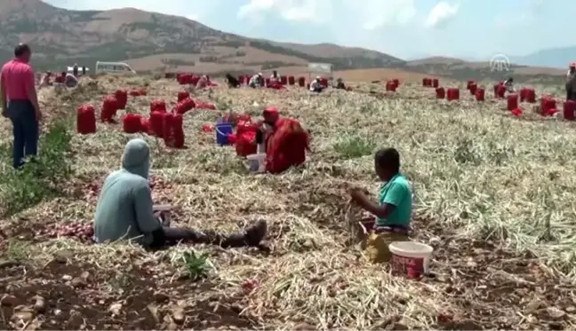 Mor kuru soğan hasadına başlandı