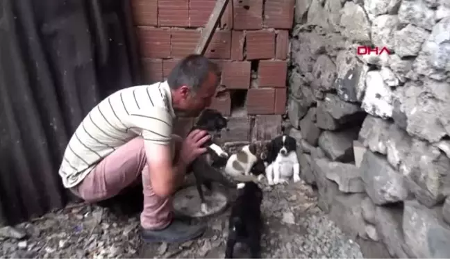 Yavru köpeği dereye atan işçiye, sokak hayvanlarına bakma cezası