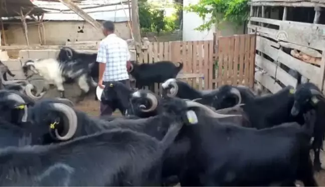 Kadirli'de kurbanlık fiyatları açıklandı