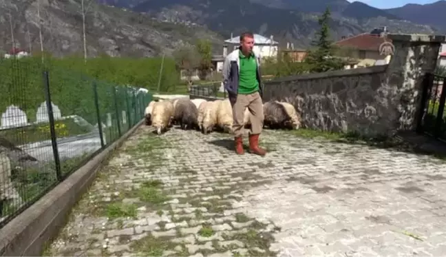 Huzuru Köyde Bulanlar - Muhasebeciliği bıraktı köyünde hayvancılık yapıyor