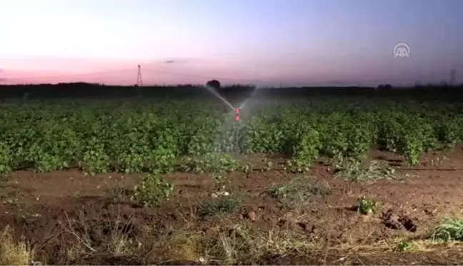 Gece sulamasıyla suda tasarruf, üründe verim artışı sağlandı