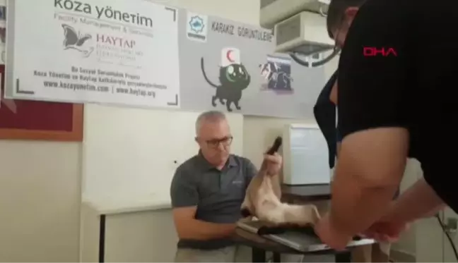 OSMANİYE BACAĞI KESİLMEKTEN KURTARILAN KEDİ YAVRULARINA KAVUŞTU