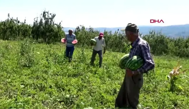 BURSA İNEGÖL KARPUZU ADANA İLE YARIŞIYOR