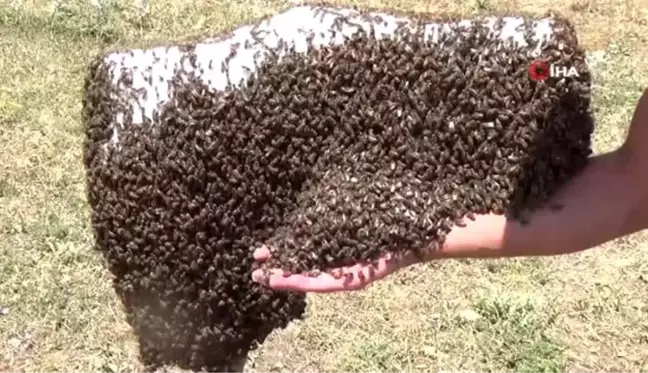 Kanser hastası oğlunu bal ile tedavi eden baba, arıcılığı meslek edindi