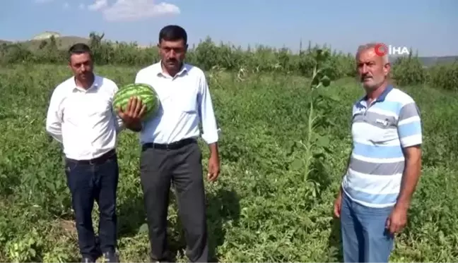 Karpuz ve kavundaki verimden memnun olan çiftçiler pazar sorunu yaşıyor