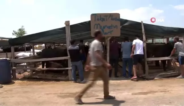 Tokatlı besici kardeşlerin buruk sevinci...Kaybolan hayvanlarına 1 hafta sonra kavuştu