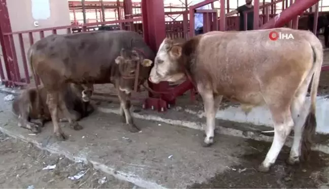 Van'da kurbanlıklar görücüye çıktı