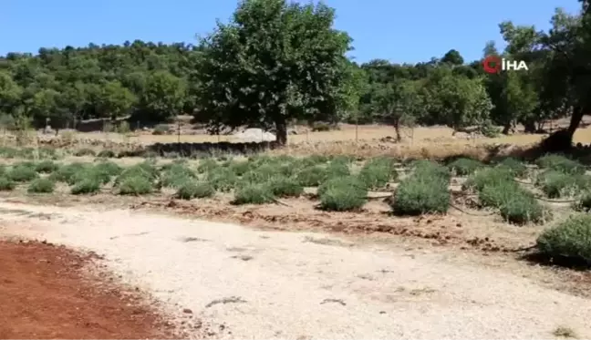 Kaş'ta lavanta yetiştiriciliği başladı