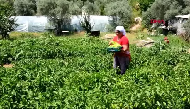 MUĞLA ÇOK YÖNLÜ MUHTAR, TAKDİR TOPLUYOR