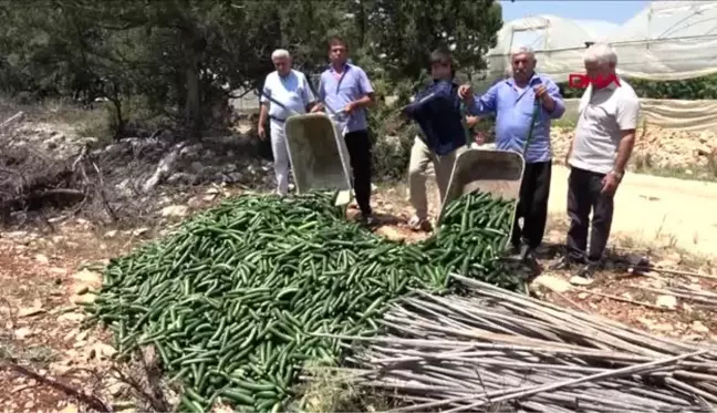 MERSİN SALATALIĞIN KİLOSUNUN 20 KURUŞA DÜŞMESİNİ PROTESTO ETTİLER