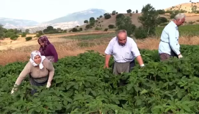 Bamyanın tarladan sofraya zahmetli yolculuğu