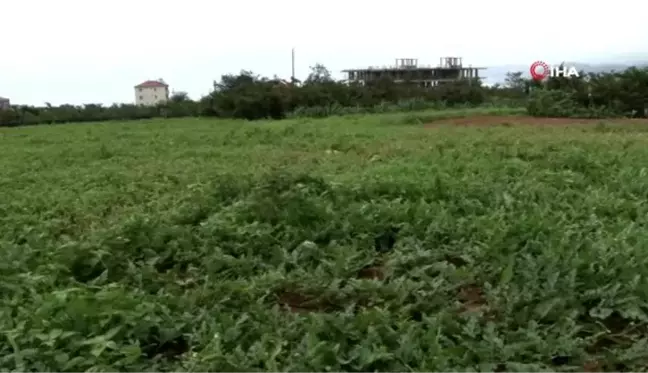 Doğu Karadeniz'in tek karpuz üretim merkezinde hasat başladı