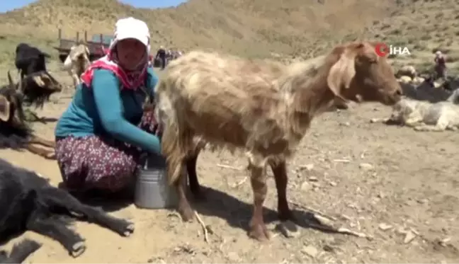 Yüksekovalı kadın zorlu yayla yaşamı