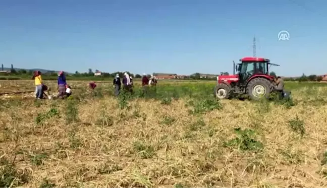 Sarımsak üreticisi fiyattan memnun