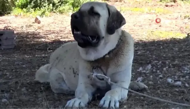 Aksaray Malaklısı 2 bin yıl önce düşmana karşı savaş köpeği olarak mücadele etti