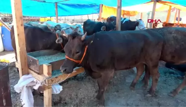 İZMİR ÇOCUKLAR, KURBAN PAZARINDA KOVBOYCULUK OYNUYOR