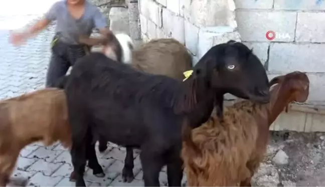 Çift cinsiyetli oğlak 'Şekernaz' görenleri şaşırtıyor