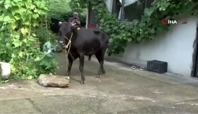 Rize'de kaçan boğalar sahiplerine zor anlar yaşattı