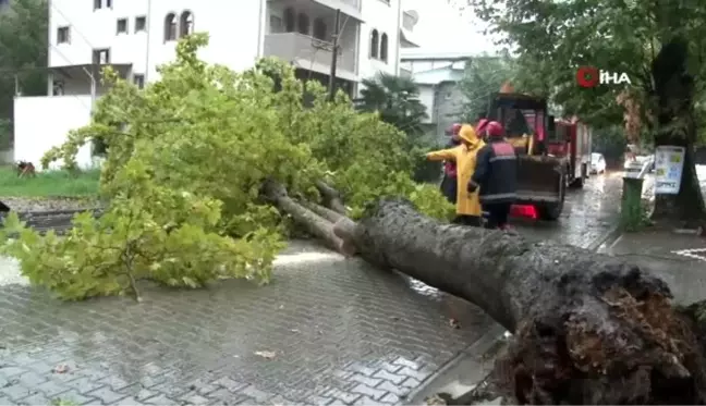 Sakarya'da yağmurun şiddetiyle aracın üzerine ağaç devrildi