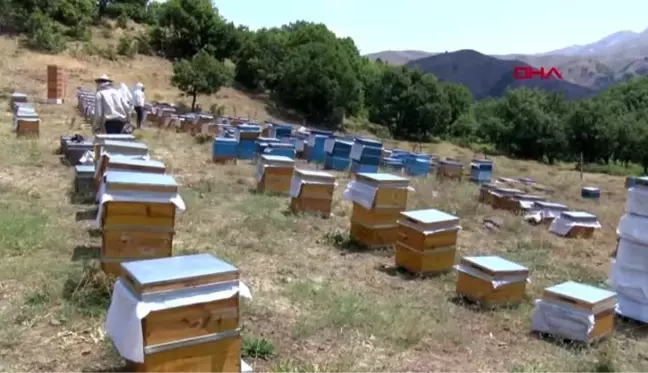 Tunceli'de doğal kır balının sağımı başladı -1