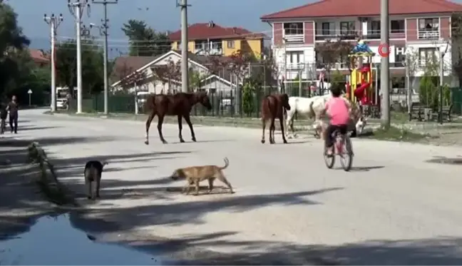 Düzce'de başıboş dolaşan atlar vatandaşları tedirgin ediyor