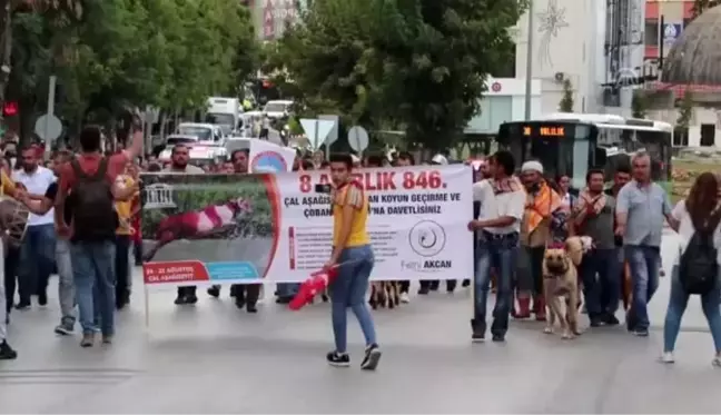 Mor boyalı koyunlarla kortej yürüyüşü