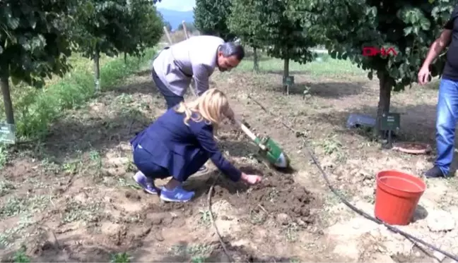 Aizheimer ve obeziteye karşı 'Mor Patates'