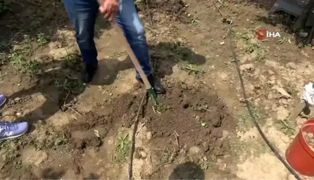 Bolu'da obezite ve kanser düşmanı mor patates ilk kez topraktan çıkarıldı