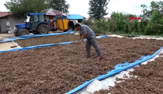 DÜZCE Fındık üretecisine 'aflatoksin' uyarısı