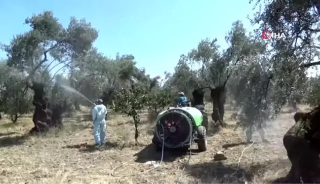 Zeytin sineğine organik çözüm 