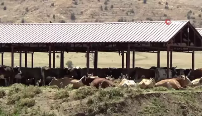 Sıcaktan bunalan mandalar nehirde serinliyor