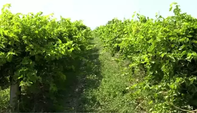 Bakan Pakdemirli, bağda üzüm hasadı gerçekleştirdi