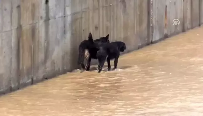 Derede mahsur kalan köpekleri itfaiye kurtardı